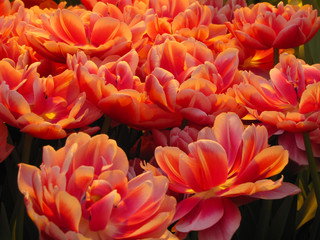 Beautiful pink flowers in the greenhouse in spring