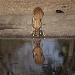 impala (Aepyceros melampus) in Timbavati Nature Reserve, South Africa

