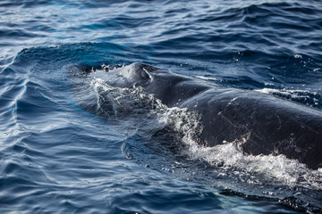 Humpback Whale Breathing at Surface of Ocean