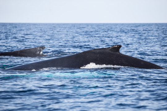 Humpback Whale Mother and Calf Migrating
