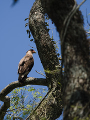 Northern crested caracara (Caracara cheriway)