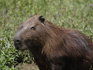 Capybara, the largest rodent