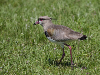 The southern lapwing (vanellus chilensis)