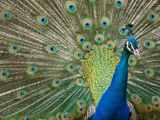 Obraz premium colorful peacock tail