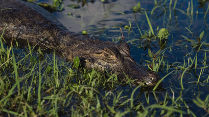 Wild alligator