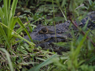 Wild alligator