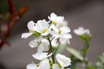 Fototapeta na wymiar Arabis Alpina spring flowers