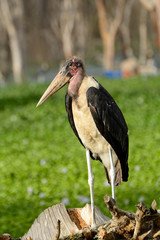 Marabou stork, Lake Naivasha, Kenya