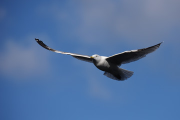 European Herring Gull, Larus argentatus