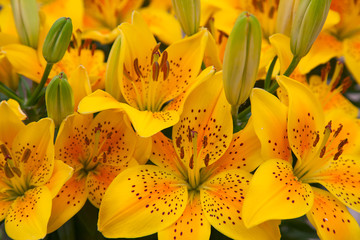 Lilies