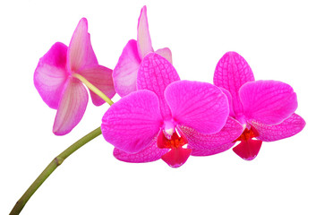 Fototapeta na wymiar Pink orchid flower