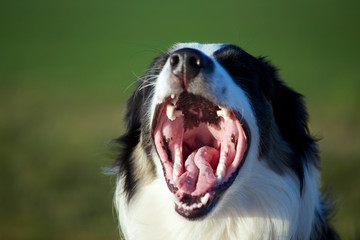 Australian Shepherd gähnt