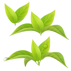 Set of green tea leaves isolated on a white background with drops of dew. Vector floral elements.