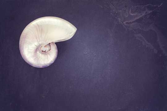 Vintage toned pearl shell of nautilus on dark slate background, copy space.