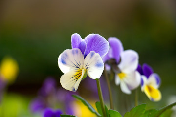 
Pansy Spring Flower