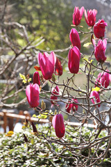 Magnolias lilac tree. Spring Japanese garden.