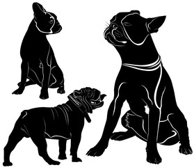 Obraz premium French Bulldog