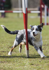 Australian shepherd dog at slalom course
