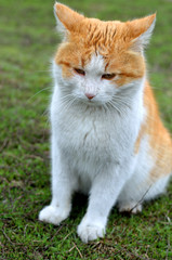 Fototapeta na wymiar Portrait of a fluffy ginger cat.