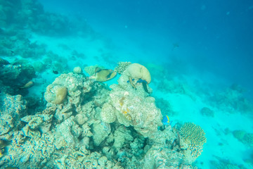 exotic marine life near Maldives island, tropical summer vacation concept 