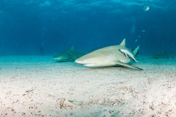 Obraz na płótnie Canvas Lemon shark