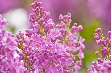 Obraz premium Blooming pink lilac flowers