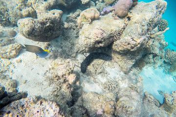 Naklejka na ściany i meble exotic marine life near Maldives island, tropical summer vacation concept 