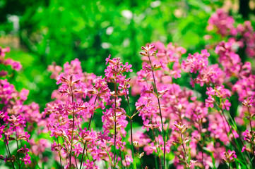 Fototapeta premium Pink summer wildflowers on meadow 
