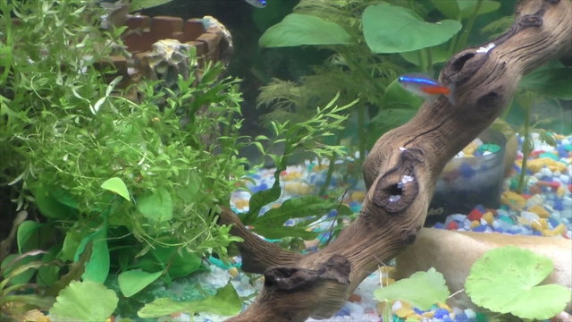 Aquarium with fish and mangrove snag