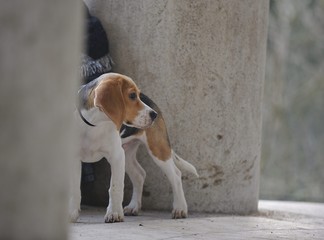chiot de race beagle