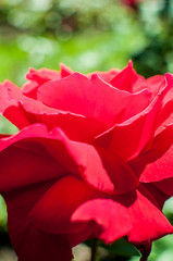 Red rose as a natural and holidays background