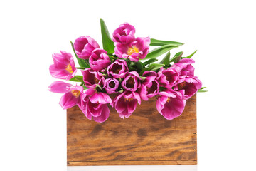 Spring tulips in the box on white background