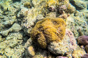 exotic marine life near Maldives island, tropical summer vacation concept 