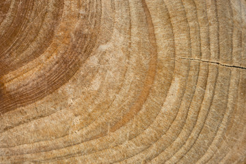 Wood stump texture, cutted tree trunk