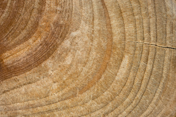 Naklejka premium Wood stump texture, cutted tree trunk