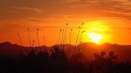 Desert Sunset in Saguaro National Park