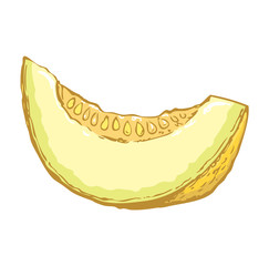 Fototapeta premium Melon. Vector drawing