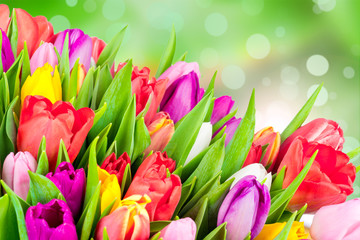 Tulips on green background
