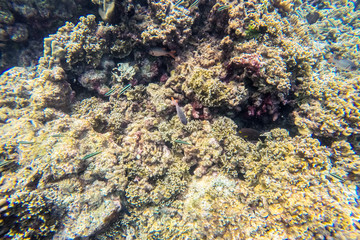 exotic marine life near Maldives island, tropical summer vacation concept 