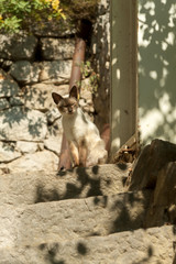 Siamese cat basking in the sun