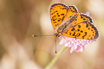Close-up of butterfly with vibrant colors