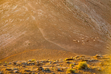 Volcanic landscape with sheeps on the top of Caldera Blanca volcano on the sunset on Lanzarote island in Spain