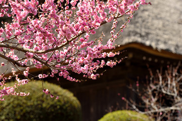 日本庭園に咲く桃色の梅