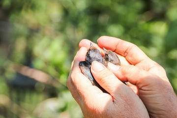 People are releasing birds (Swallows) to create positive karma for yourself in Phnom Penh, Cambodia.