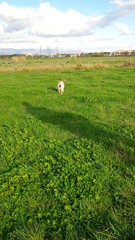 Fototapeta premium cane in corsa