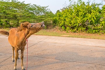 Young horse laughing and smiling on concrete road with trees background