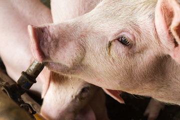 Close up pig absorb water from faucet