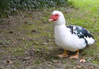 Muscovy duck perching on a grass area in the park