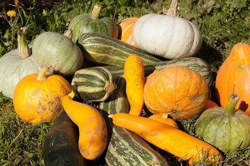  harvest of pumpkin and vegetable marrows