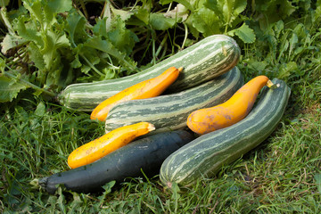 the large harvest of vegetable marrows